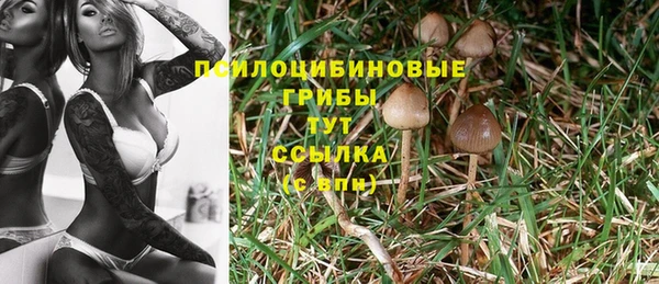 прущие грибы Арсеньев